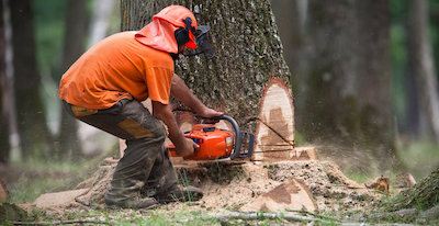 Laredo tree removal service