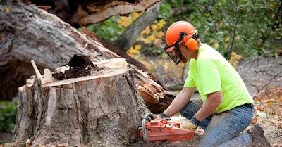 Laredo stump removal